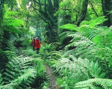 Lakes Region Full Day Routeburn Valley Canyoning Full Day Guided Hike on the Routeburn Track