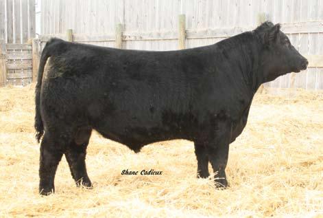Lot 4, CADS 75W Sire of CADS 75W Southland Two Fitty 4 SOUTHLAND PROGRAM 75W Reg # 1521957 SOUTHLAND TWO FITTY 250T SOUTHLAND LADY 201M ANGUS ACRES TEX 16S RONAN R ROSEBUD 7J RONAN
