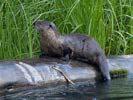 Otter Lake Landowners Association (OLLA) Otter Lake News Visit our website: www.otterlake.