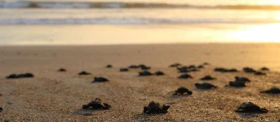 For those volunteering on the Pacific Coast, you will work mainly with Olive Ridley and Leatherback turtles. On the Caribbean Coast, you will work mainly with the Leatherback turtles.