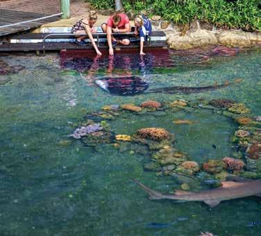 The sharks and stingrays cruise the lagoon and get very friendly at the 10am feeding. There are lots of places to laze away the day - by the pool, on the lawns or adjacent beach.