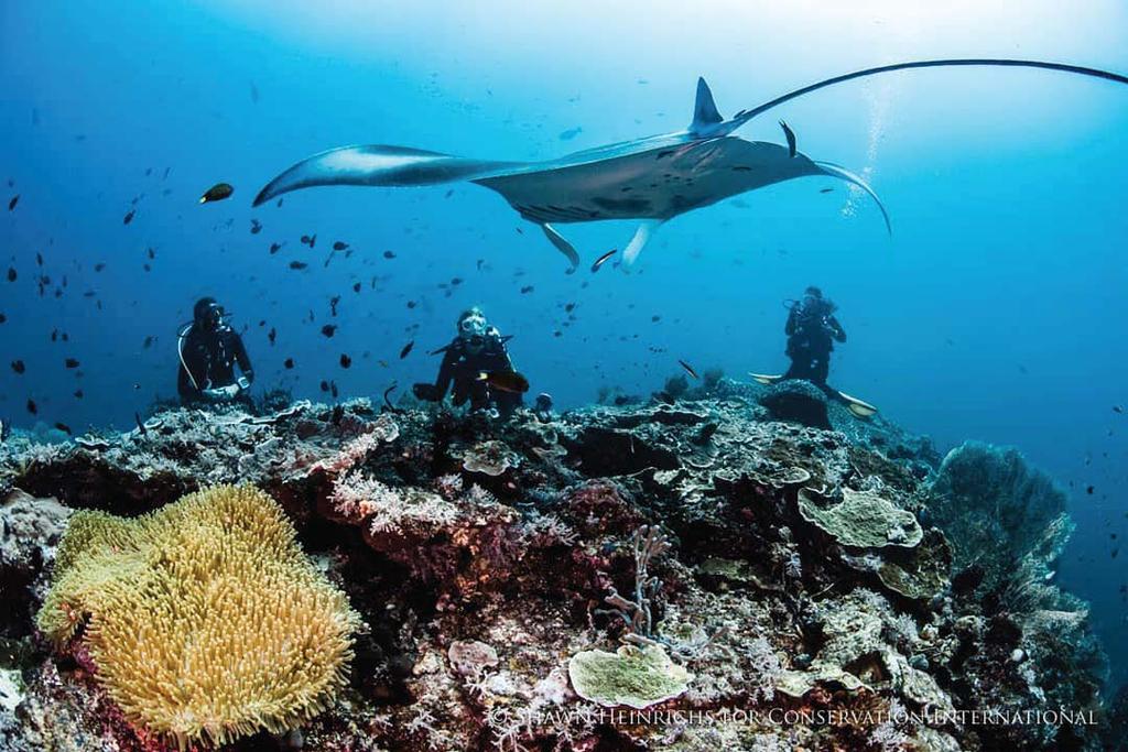 Nihi Sumba Survey expedition for mantas After boarding in Labuan Bajo, guests will be introduced to the friendly crew and shown to their cabins, before Rascal sets sail towards Sumba.