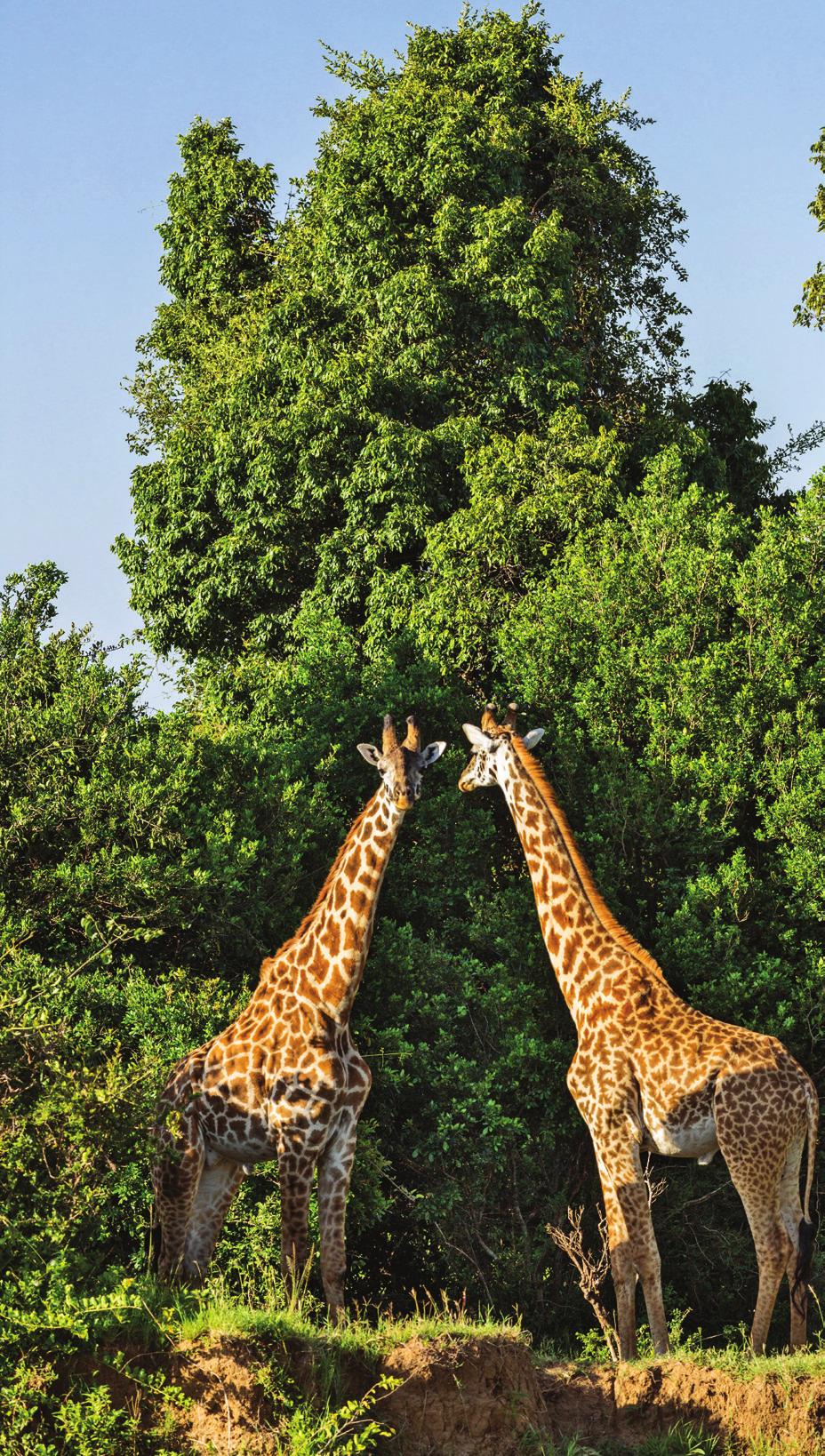 Tour membership limited to 18 Duke alumni and friends lakes, forest, mountains, and unparalleled wildlife, including the rare black rhino, hippo, wildebeest, zebra, eland, gazelle, and black-maned