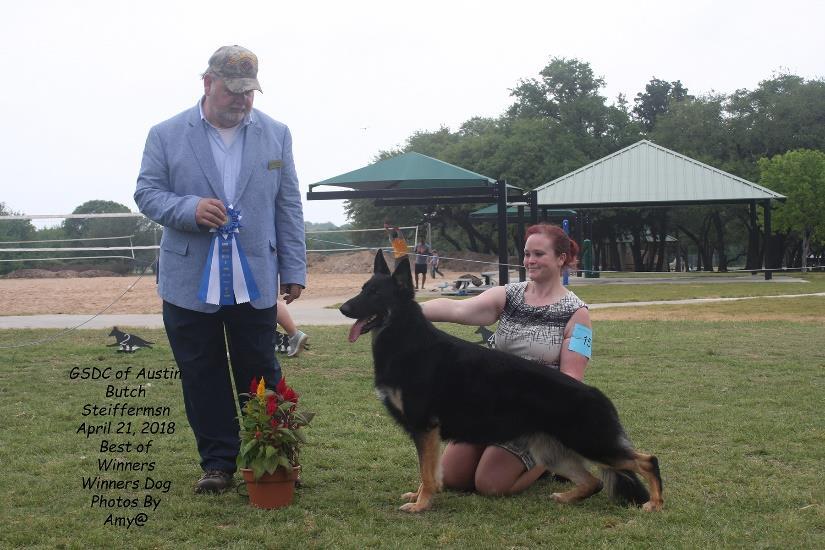 American Bred Dogs SAT AM 2 SAT PM 1/WD/BOW SUN 2 15 TRIPPHILL'S SHOTGUN WILLIE. DN43775105. 8/13/2015. Dog. Breeder: Mary Tripp, Mary Golden and Trevor Golden.
