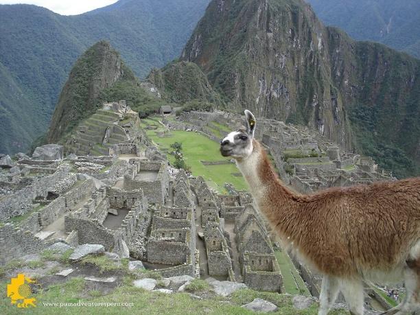 Once used primarily as an astronomical Observatory, Machu Picchu now attracts thousands of visitors each year to connect with the sacred energies of this special place.