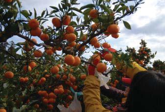 Tangerine Picking: Tangerines grown in warm Jeju weather have thin rinds and high sugar content. If you feel hallabong fruits are too pricey, the tangerine is recommended.