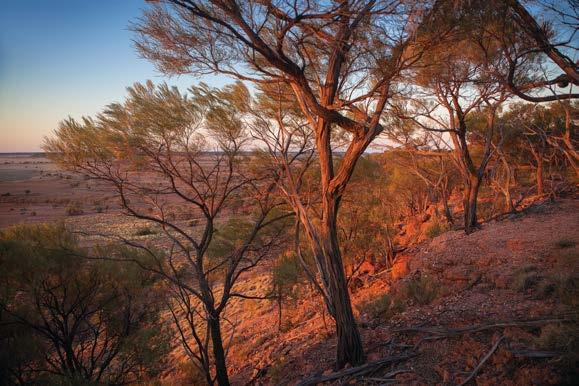 EXPLORE LEGENDARY LONGREACH One way overnight travel on the Spirit of the Outback from Brisbane to Longreach - First Class Twin Sleeper One way airfare from Longreach flying Qantas ~ Includes