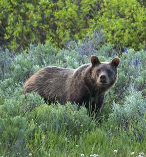 You are more likely to catch sight of them in the northern parts of Yellowstone. Grizzly Bear Spotting a grizzly in the park 25 years ago was an unusual experience.