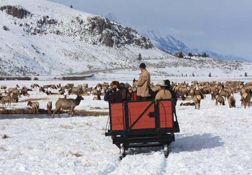 WHY GO: How often in life do you get to ride a sleigh and see between 6,000-7,000 elk up-close and safely? 2.