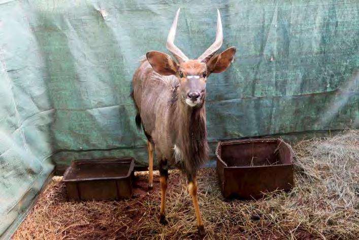 Sire: William Wallace William Wallace 47,375 Left horn: