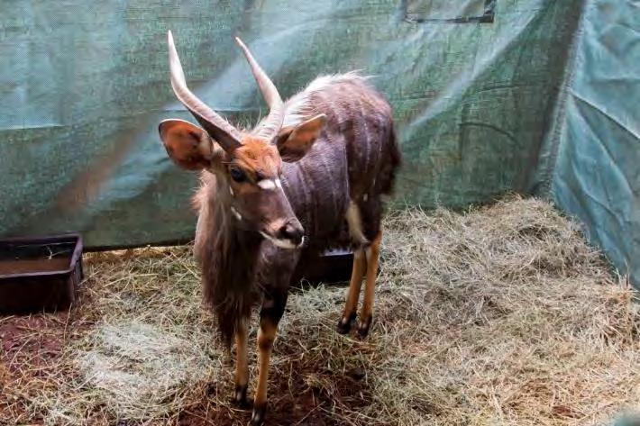 LOT 68 Nyala bull Duikerspan Boerdery LOT 69 Nyala bull Trollope Farming Horn length: 27