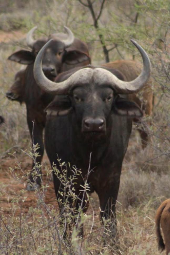 Buffalo Bull LOT 82 DESCRIPTION Age: 2,5 years Bloodline: Addo