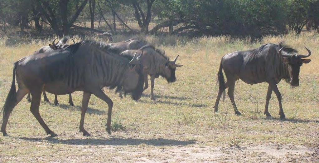 golden wildebeest bull Age: 9 cows are