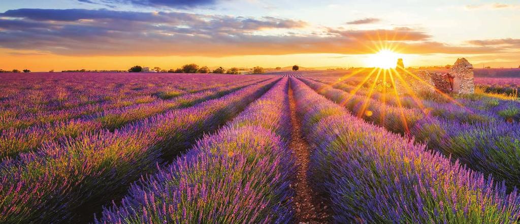 Lavender field, Provence 17 Day Nice to Geneva Sensations of Lyon and Provence River Cruise Day 1: Monday 27 May 2019 Tweed Heads Brisbane Depart home today with local pick-up included from the Tweed