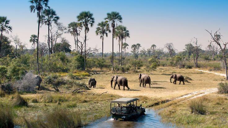 Wild Bush: Camping BOTSWANA Days: 8 SAFARI OVERVIEW Type of vehicle: 4x4 Safari Vehicle (max. 9 passengers + 2 staff), removable canvas sides for excellent visibility during game-drives No.