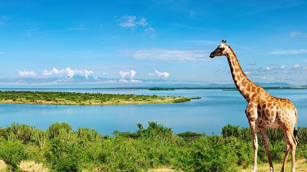 Beginning with the rich diversity of Murchison Falls National Park, you will spend time enjoying game drives and boat trips, as well as paying a visit to the renowned rhino sanctuary at Ziwa.