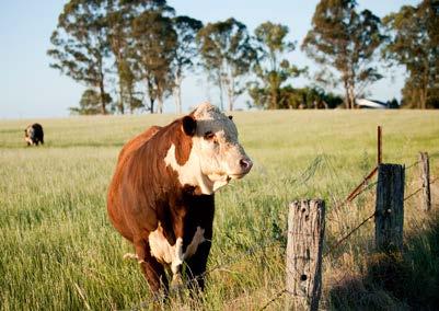 98 Agricultural land use the Biodiversity Banking and Offsets Scheme addresses the loss of biodiversity including threatened species by enabling biodiversity credits for landowners who commit to