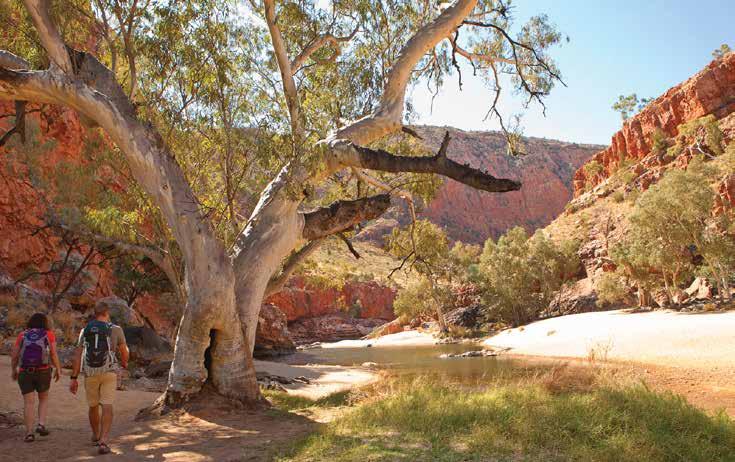 The Simpsons Gap area incorporates large areas of Mulga and is a major stronghold for over 40 rare and relic plants.