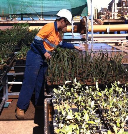 Resulted in 8,000 seedlings (representing the seven species of mangroves found in Port Hedland) housed at the