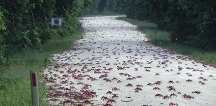 Release date 12 August 2014 Christmas Island Red Crab Migration The annual Red Crab migration on Christmas Island is listed by naturalists as one of the most spectacular of all natural events.