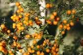 AUGUST - SEPTEMBER 2013 NO 85 DISTRIBUTION 450 WOOTTON COOLONGOLOOK BUNGWAHL BUNYAH BULAHDELAH Orange Thorn Bush (Pittosporum multiflorum) Previously known as Citriobatus pauciflorus, the Orange