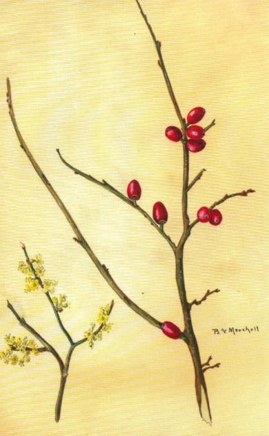 Lindera benzoin (Spice Bush) (Watercolor by Bessie Marshall, 1937) Lindera benzoin (Spice Bush) Section F to G