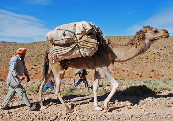 The pastoral nomadic Berbers have been making this journey all their lives and have an excellent knowledge of the area and the best routes to take dependent upon the conditions.