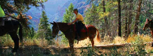 HORSEBACK RIDING activities Run, Ride & Bike Southern Utah is blessed with an abundance of trails. Not just any trails, but trails with over seven different terrains.