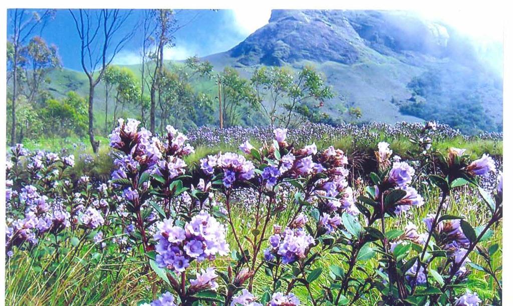Munnar... It s Heaven on God s Own Country Munnar is a gift from God and a must-see place for every human being on earth.
