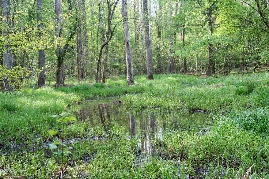 Conservation A Virtual Tour Wetlands and their buffers Wetlands are protected by state and federal law, but if the land surrounding them is not also