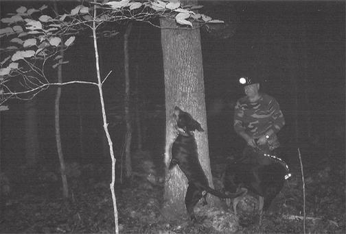 Hunting Coons Photo by Norris Campbell I was born and raised in Augusta County not too far from Craigsville, Virginia. When I was young my daddy would take me into the woods to hunt.