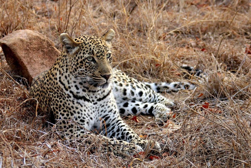 20 Day Ultimate African Safari Including Return South African