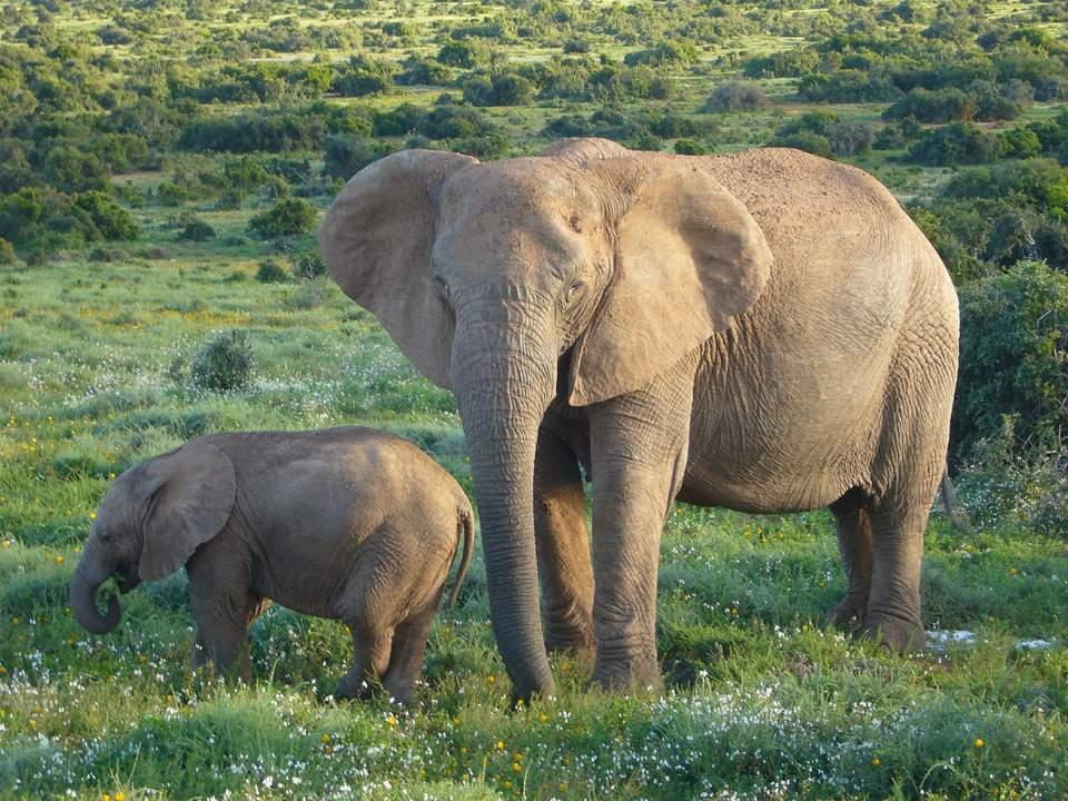 Day 3 (cont.) Chobe, which is the second largest national park in Botswana and covers 10,566 square km, has one of the greatest concentrations of elephant found on the African continent.