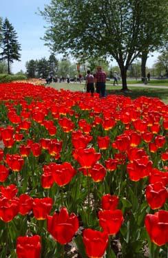 For general information, go to http://ottawa.ca/visitors/index_en.html. May 2-4 is the first weekend of Ottawa s world-renown tulip festival. For more information go to http://www.tulipfestival.