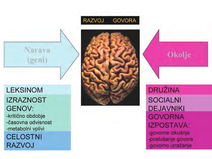 400 Nevrobiologija Človekova lastnost: govor? Proteus 74/9, 10 Maj junij 2012 rojencih pa so razlike očitne.