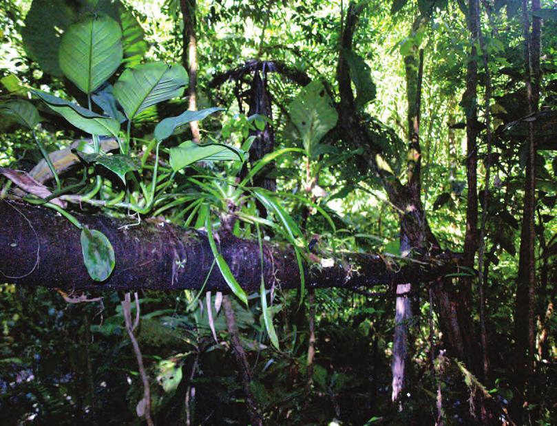 418 tudentska odprava Kostarika 2012 Proteus 74/9, 10 Maj junij 2012 Na eni sami veji drevesa lahko uspeva veë kot deset razliënih vrst epifitov. Foto: Tom Turk.
