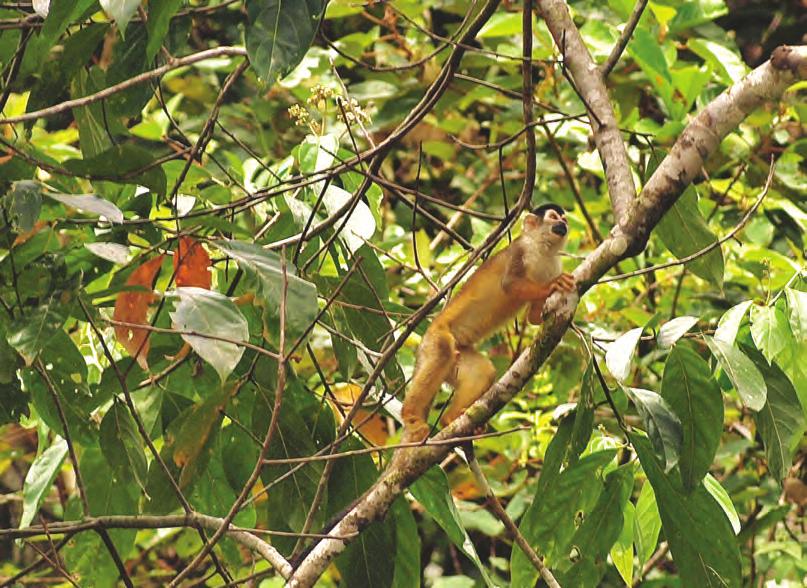 Kostarika 2012 tudentska odprava 421 VeveriËja opica (Saimiri oerstedii). Foto: Tom Turk.