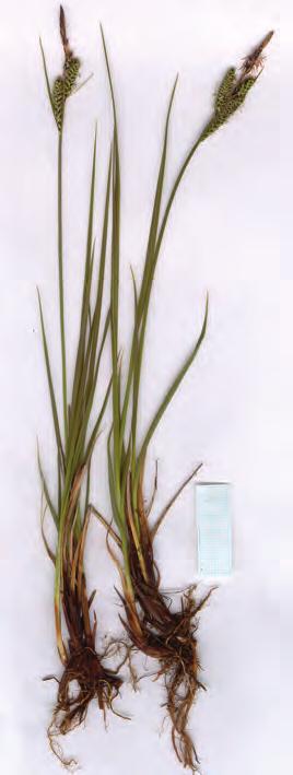 Rod šaš (Carex) rastline leta 2012 Naravoslovje v šoli 437 Rod šaš (Carex) rastline leta 2012 Andrej Seliškar, Branko Vreš V družini ostričevk (Cyperaceae), kamor je v svetovnem merilu uvrščenih več