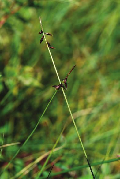438 Naravoslovje v šoli Rod šaš (Carex) rastline leta 2012 Proteus 74/9, 10 Maj junij 2012 podobni in se sploh težko razločujejo. Ako jih hočeš spoznati, ozirati se moraš po plodu.