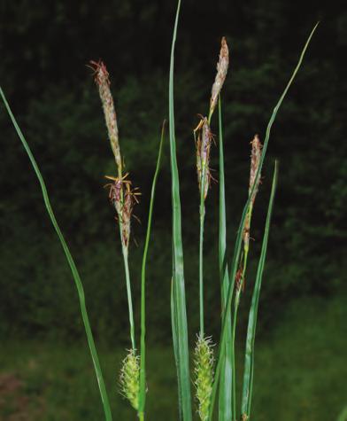 Rod šaš (Carex) rastline leta 2012 Naravoslovje v šoli 439 Slika 3: Dlakavi šaš (Carex hirta), ženski klaski - spodaj, moški klaski - zgoraj. Foto Branko Vreš.