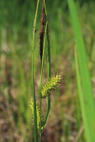 Rod šaš (Carex) rastline leta 2012 Naravoslovje v šoli 441 Slika 8: Mehurjasti šaš (Carex vesicaria) - ženski in moški klaski. Foto: Branko Vreš.