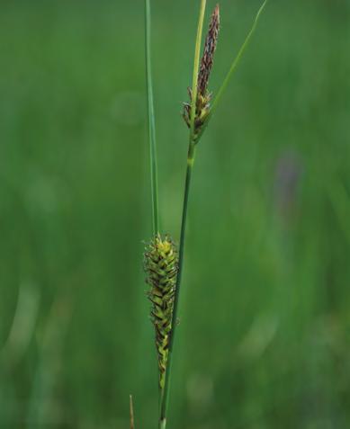okolici Ribnice, in ozkoklasi šaš (Carex strigosa), ki raste v vlažnih gozdovih v okolici Celja, uvrščeni v kategorijo ogroženih, vsi drugi so ranljivi, redki ali premalo