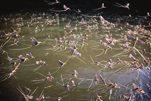 Enodnevnice (Ephemeroptera) živali leta 2012 Naravoslovje v šoli 449 Majska muha (Ephemera danica), LiËinke enodnevnic, ki živijo v pešëenem ali muljastem okolju, imajo škržne listiëe pomaknjene na