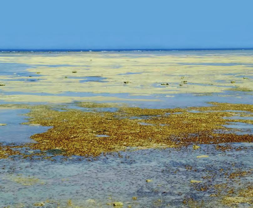 474 Drobna zanimivost Proteus 74/9, 10 Maj junij 2012 Nihajke in morski organizmi Marjan Richter Nihajka (Oscillatoria sp.) je modrozelena cepljivka, ki jo najdemo v sladkih vodah in v morju.
