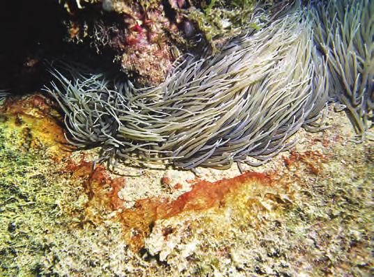 Njihova naselja so tudi bolj pogosta v bližini pristanišč in kanalizacijskih izpustov. V lagunah tropskih koralnih grebenov je naselij več ob obali, kjer je več gnijočih organizmov.