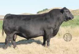 calf crop Heifer/cow bull VISIONTOPLINE ROYAL STOCKMAN Sire: VISION UNANIMOUS 1418 VISION EDELLA