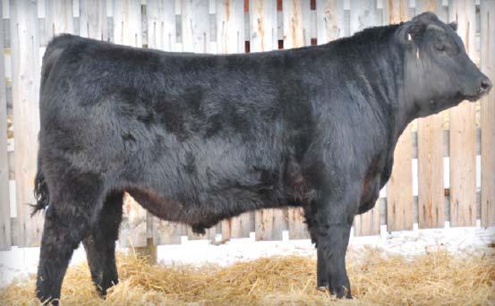 8 39 65 22 42 0 5 Monarch/Density combination is a sure bet to leave you will beautiful replacements Dam is a model angus cow