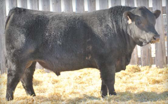 1 44 80 13 34 0 7 34 YOUNG DALE XCALIBER 32X Sire: YOUNG DALE XCALIBER 123B YOUNG DALE BARBARA 20T KJCC FREE RIDE 12X Dam: