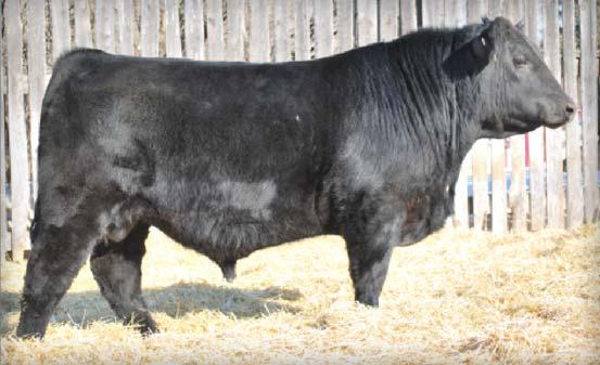 PAGE 20 BULLERWELL ANGUS 36 KJCC XCALIBER 11E 1986742 :: KJ 11E :: February 13 2017 YOUNG DALE XCALIBER 32X Sire: YOUNG