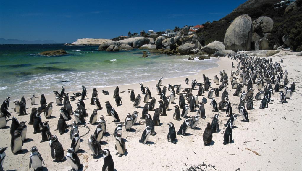 Penguins at